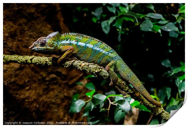 A chameleon, Furcifer pardalis, rests on a branch at sunset. Print by Joaquin Corbalan