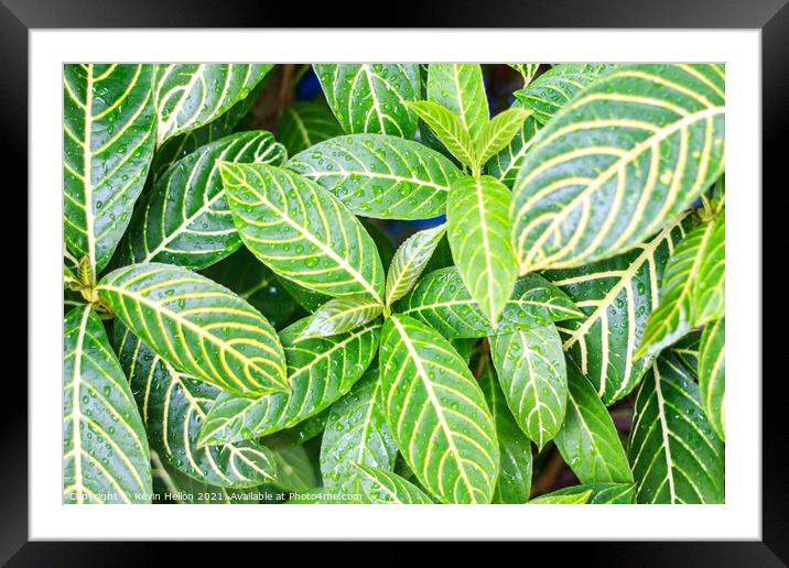 sanchezia speciosa or shrubby whitevein Framed Mounted Print by Kevin Hellon