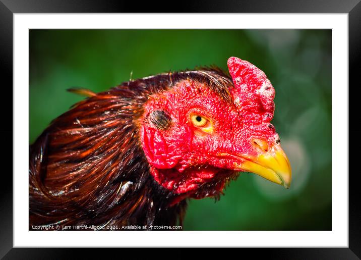 Red Rooster  Framed Mounted Print by Tom Hartfil-Allgood