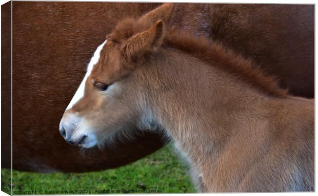 Foal with mother Canvas Print by barbara walsh