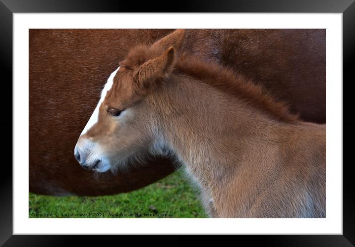 Foal with mother Framed Mounted Print by barbara walsh