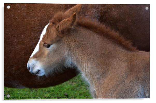 Foal with mother Acrylic by barbara walsh