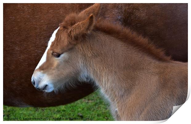 Foal with mother Print by barbara walsh