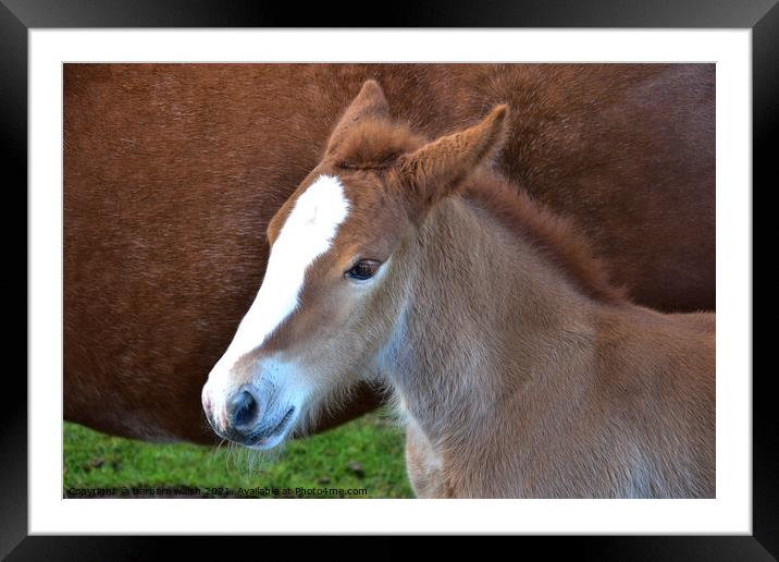 Young foal Framed Mounted Print by barbara walsh