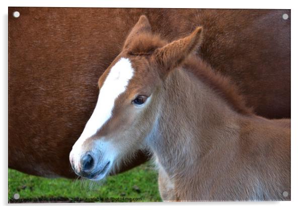 Young foal Acrylic by barbara walsh