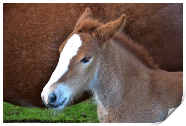 Young foal Print by barbara walsh