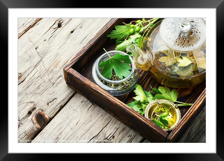 Healing tea with currant leaves Framed Mounted Print by Mykola Lunov Mykola