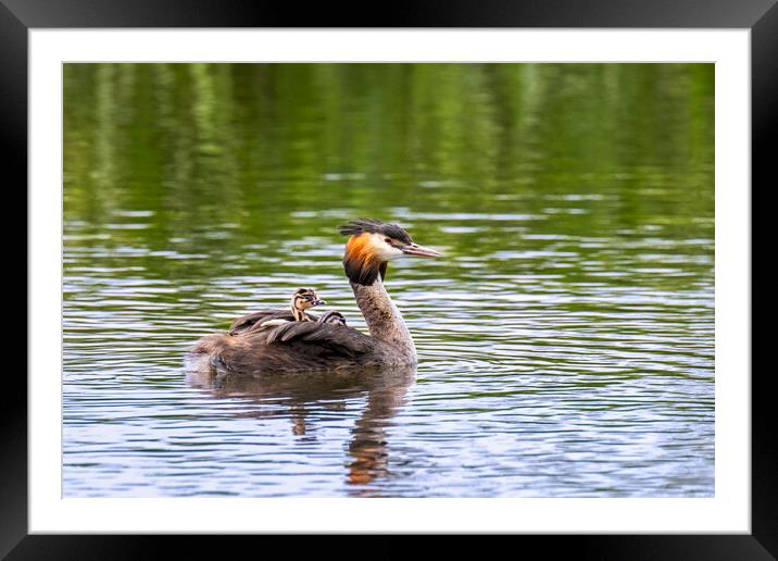 Great Crested Grebe with Chicks Framed Mounted Print by Arterra 