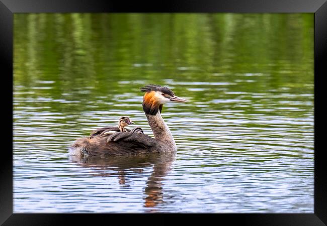 Great Crested Grebe with Chicks Framed Print by Arterra 