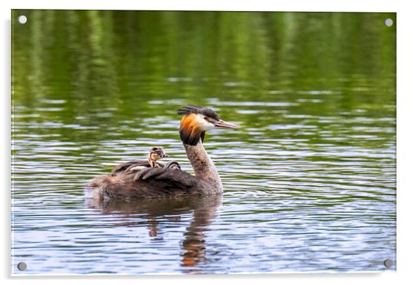 Great Crested Grebe with Chicks Acrylic by Arterra 
