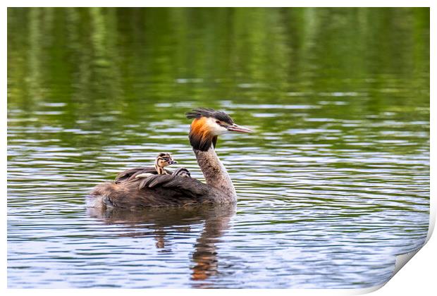 Great Crested Grebe with Chicks Print by Arterra 
