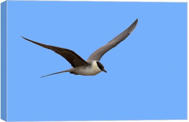 Long-Tailed Skua Flying Canvas Print by Arterra 