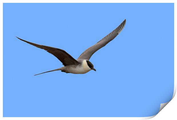 Long-Tailed Skua Flying Print by Arterra 