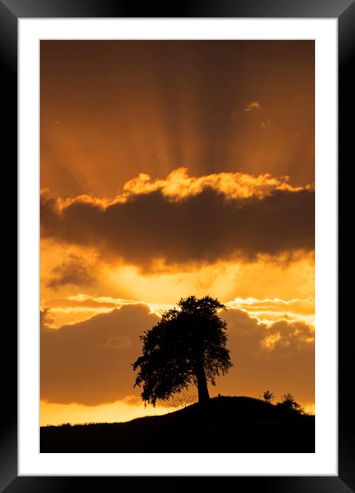 Silhouette of Lone Beech Tree at Sunset Framed Mounted Print by Arterra 