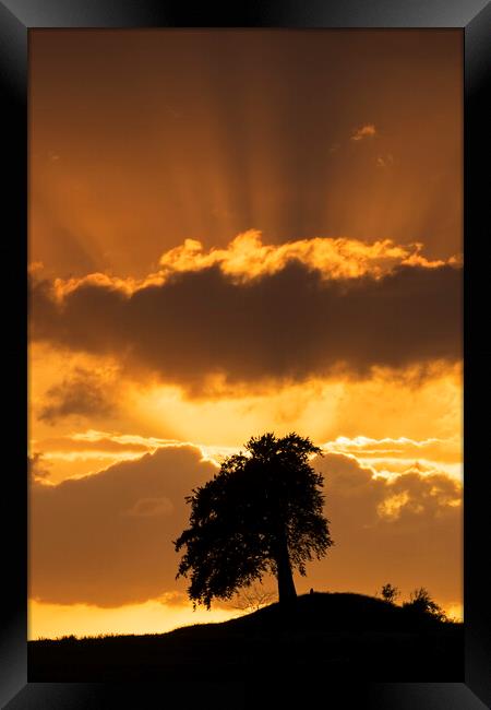 Silhouette of Lone Beech Tree at Sunset Framed Print by Arterra 