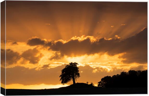 Silhouette of Lone Beech Tree at Sunset Canvas Print by Arterra 