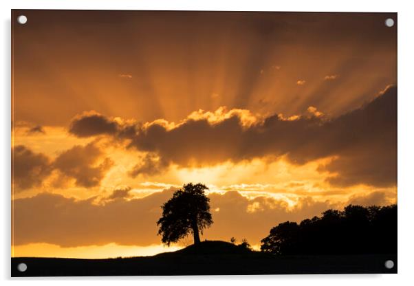 Silhouette of Lone Beech Tree at Sunset Acrylic by Arterra 
