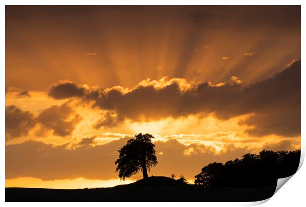 Silhouette of Lone Beech Tree at Sunset Print by Arterra 