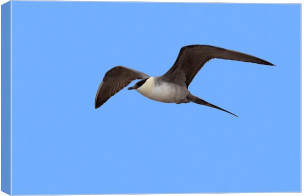 Long-tailed Jaeger Flying Canvas Print by Arterra 