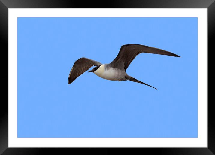 Long-tailed Jaeger Flying Framed Mounted Print by Arterra 