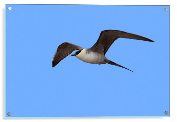 Long-tailed Jaeger Flying Acrylic by Arterra 