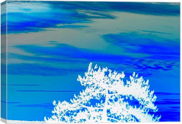 Blue sky white tree Canvas Print by Rory Hailes