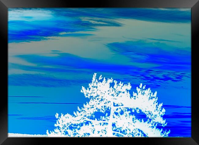 Blue sky white tree Framed Print by Rory Hailes