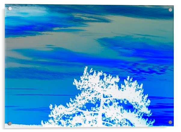 Blue sky white tree Acrylic by Rory Hailes