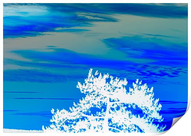 Blue sky white tree Print by Rory Hailes