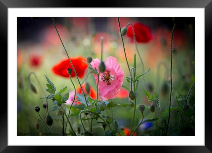 Poppy Meadow Framed Mounted Print by Anna Hamill