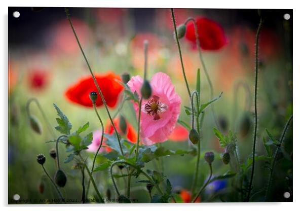 Poppy Meadow Acrylic by Anna Hamill