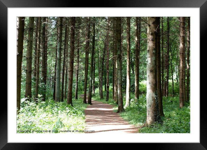 trail through glenariff forest park Framed Mounted Print by Anna Hamill