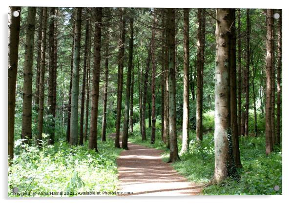 trail through glenariff forest park Acrylic by Anna Hamill