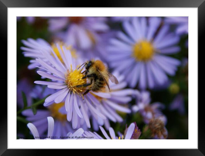 Bee pollinating a purple flower Framed Mounted Print by Anna Hamill