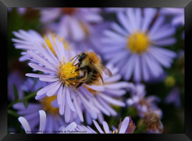 Bee pollinating a purple flower Framed Print by Anna Hamill