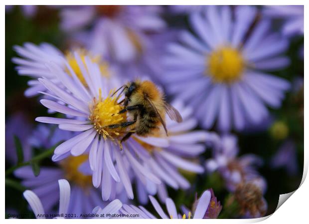 Bee pollinating a purple flower Print by Anna Hamill