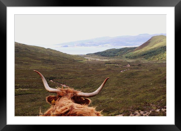 Highland Cow overlooking hills on the isle of Skye Framed Mounted Print by Anna Hamill