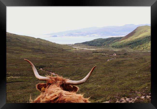 Highland Cow overlooking hills on the isle of Skye Framed Print by Anna Hamill
