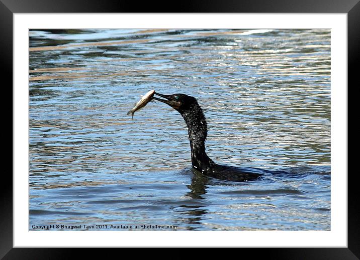 Little Cormorant with prey Framed Mounted Print by Bhagwat Tavri