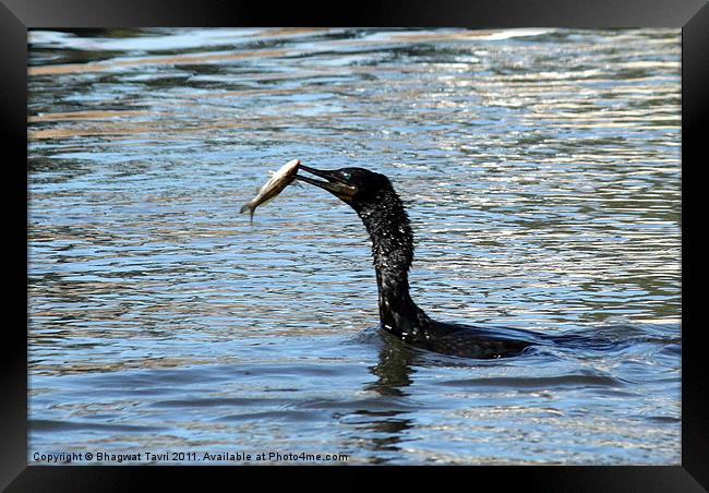 Little Cormorant with prey Framed Print by Bhagwat Tavri