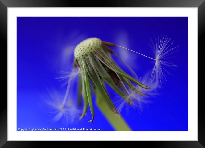 Dandelion losing its seeds Framed Mounted Print by Andy Buckingham