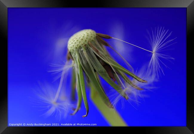 Dandelion losing its seeds Framed Print by Andy Buckingham