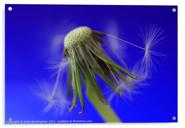 Dandelion losing its seeds Acrylic by Andy Buckingham