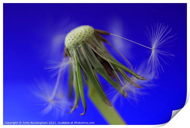 Dandelion losing its seeds Print by Andy Buckingham