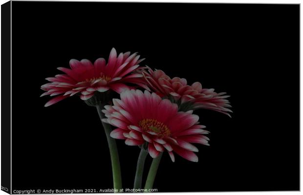 Three Asters Canvas Print by Andy Buckingham