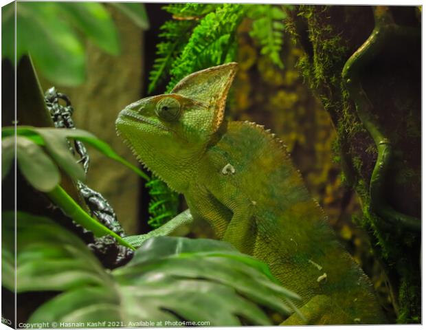 Green chameleon sitting on a twig Canvas Print by Hasnain Kashif