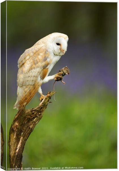 Barn owl with prey Canvas Print by Keith Bowser