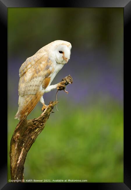 Barn owl with prey Framed Print by Keith Bowser