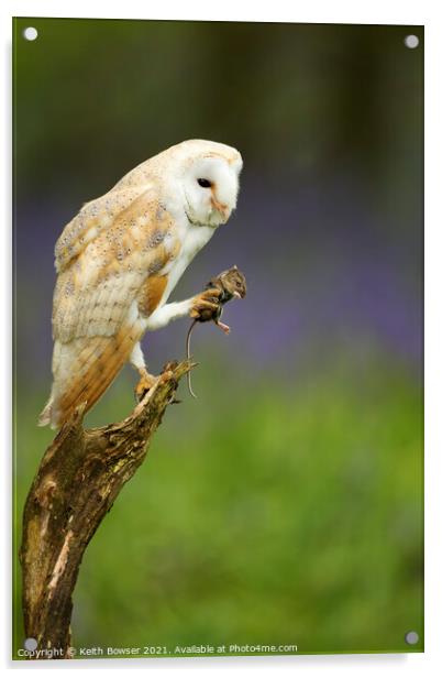 Barn owl with prey Acrylic by Keith Bowser
