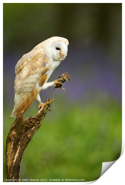 Barn owl with prey Print by Keith Bowser